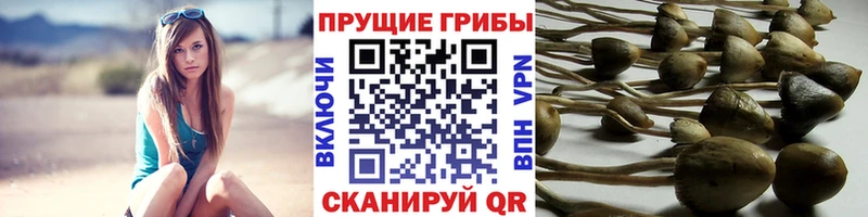 Купить закладки  Заволжье  Галлюциногенные грибы ЛСД 
